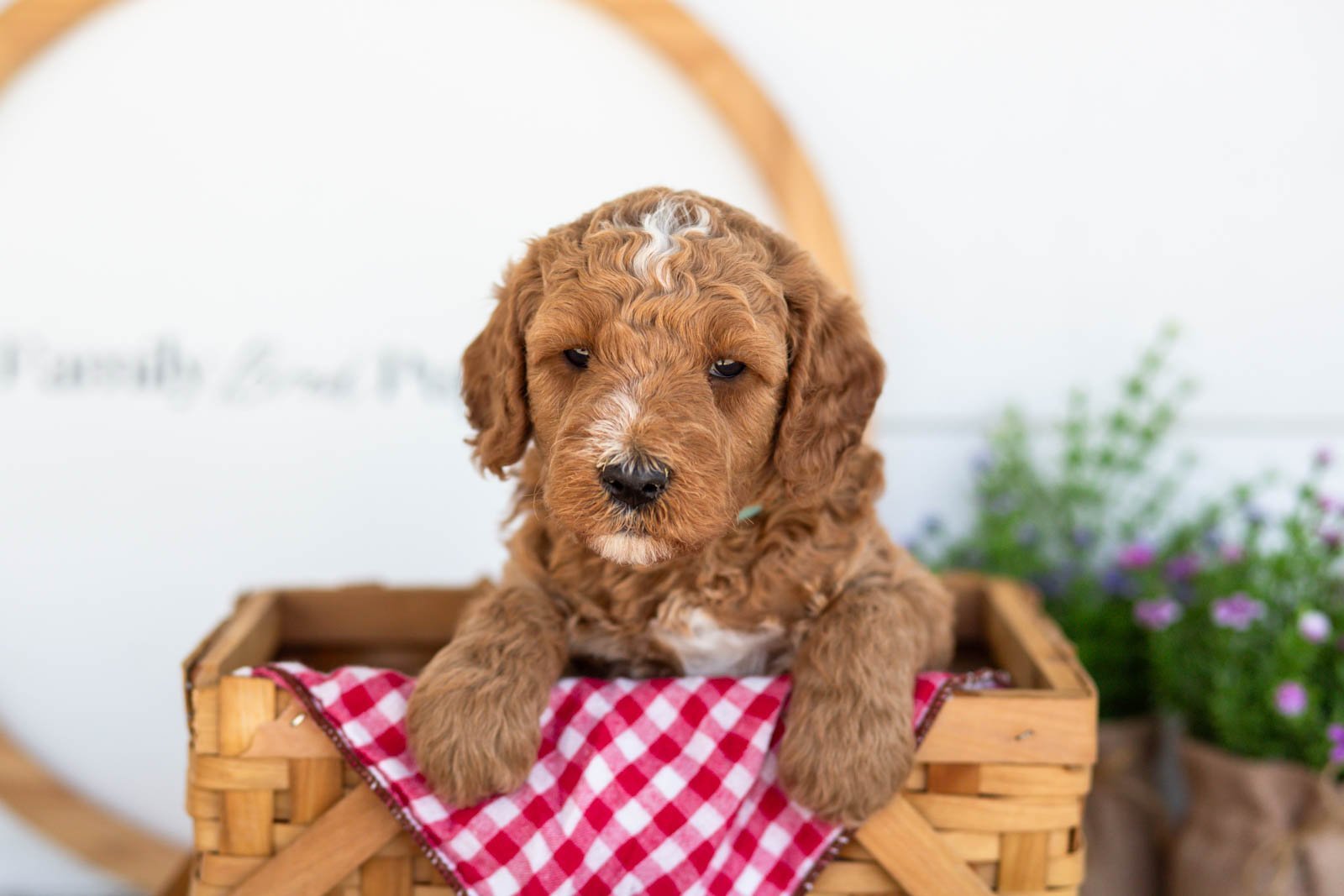 Ham goldendoodle for sale(3).jpg