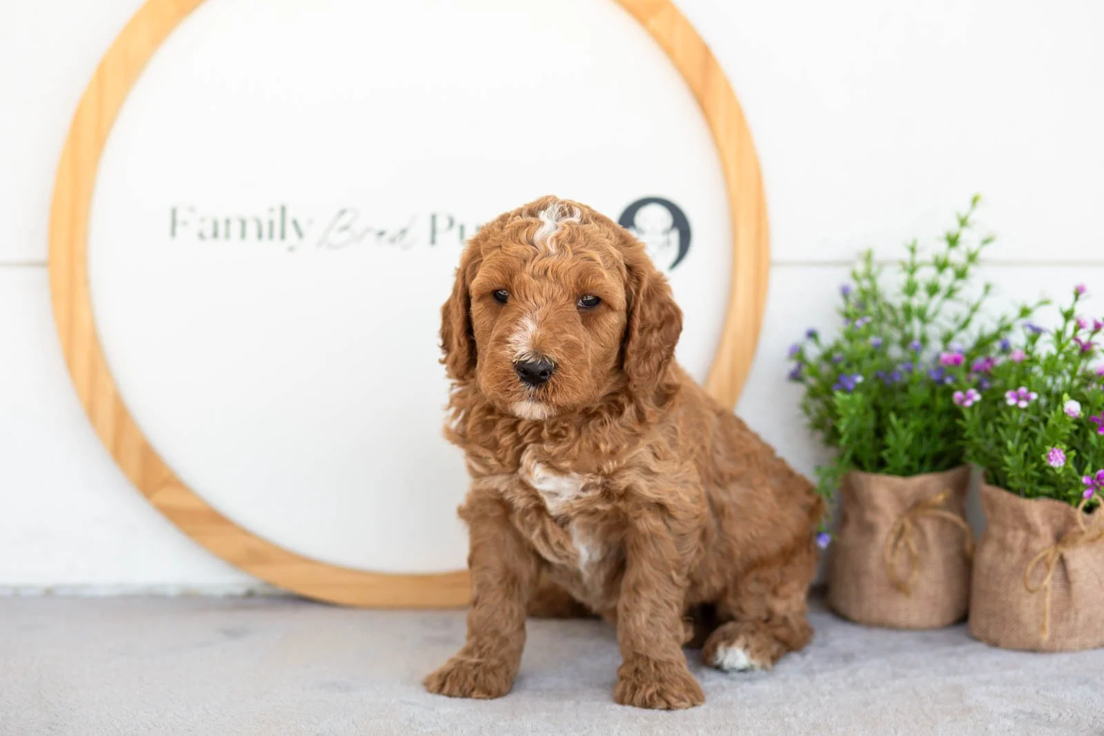 Ham goldendoodle for sale(2).jpg