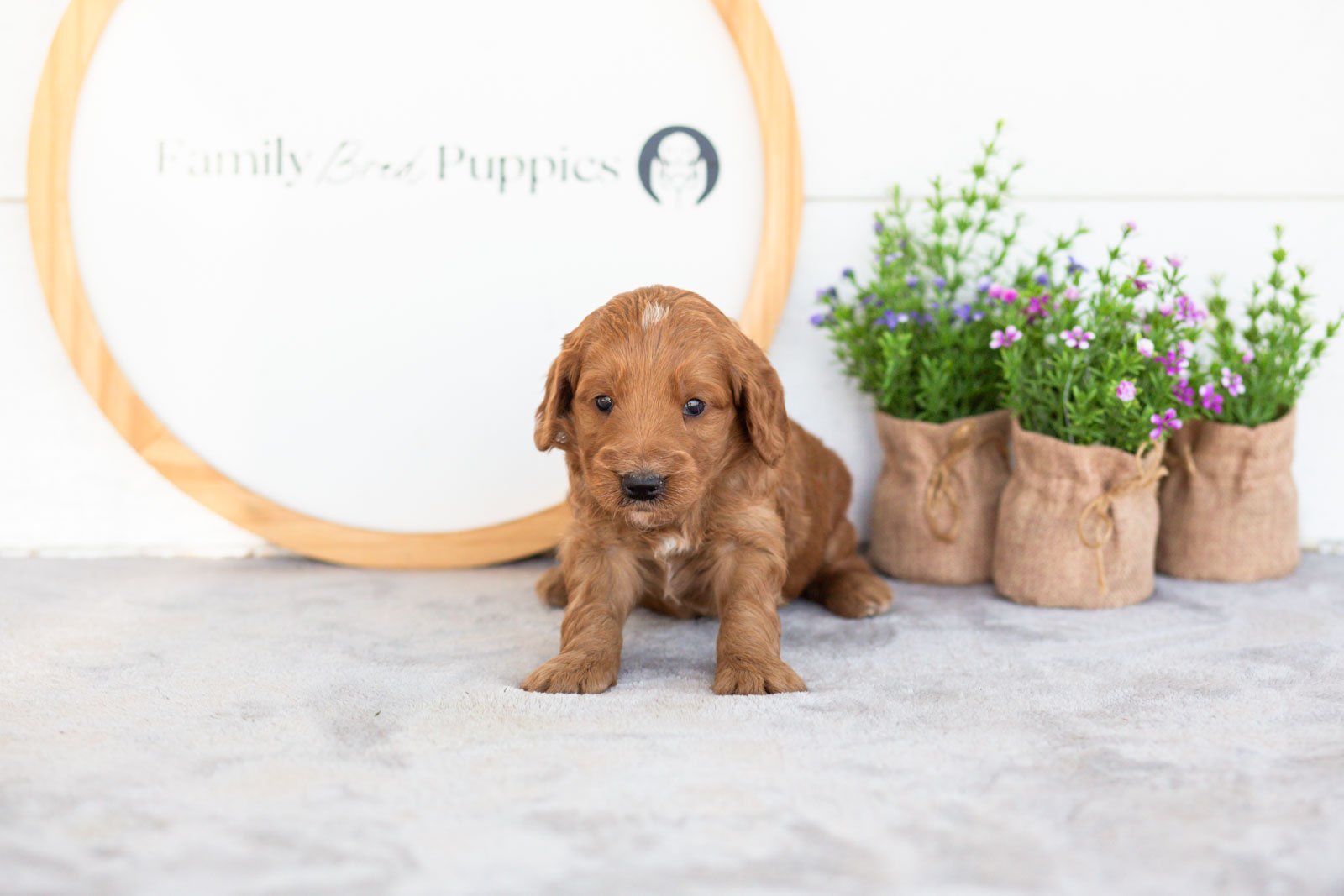 Phil goldendoodle for sale.jpg