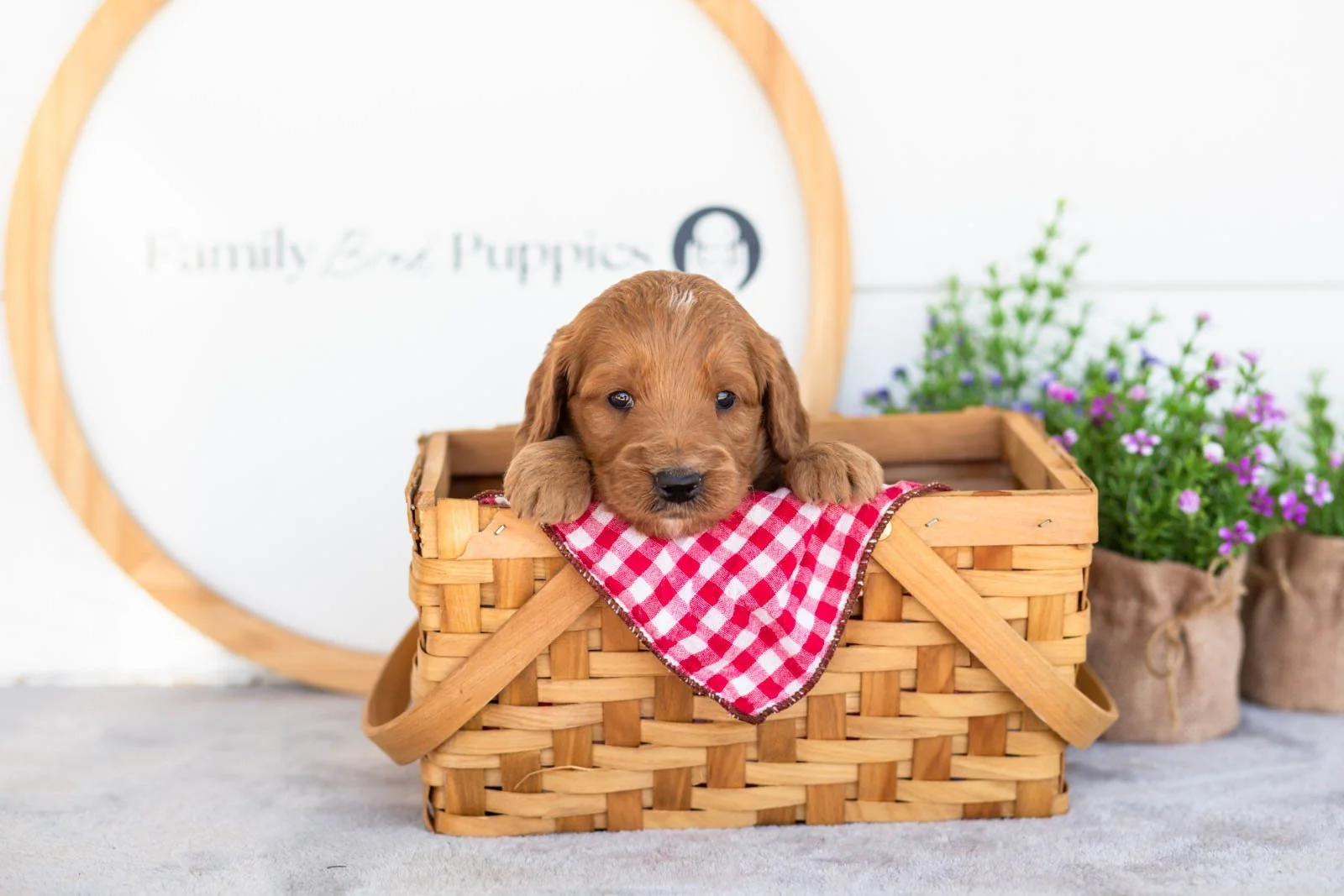 Phil goldendoodle for sale(4).jpg
