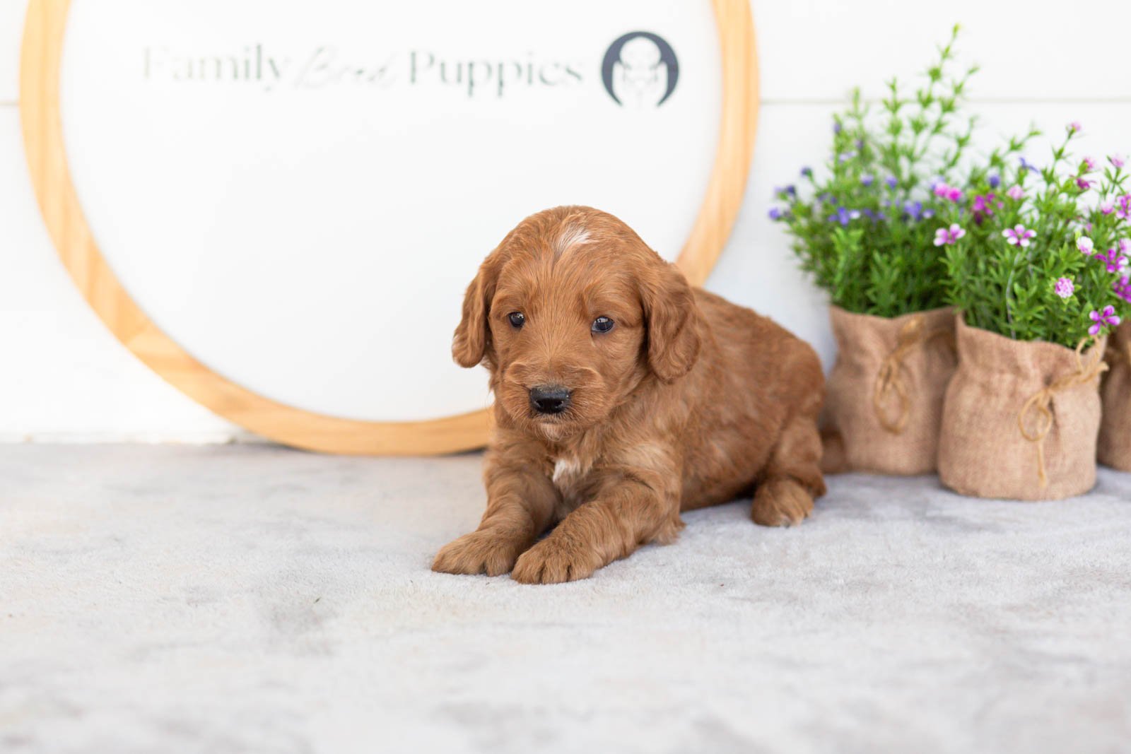 Phil goldendoodle for sale(2).jpg