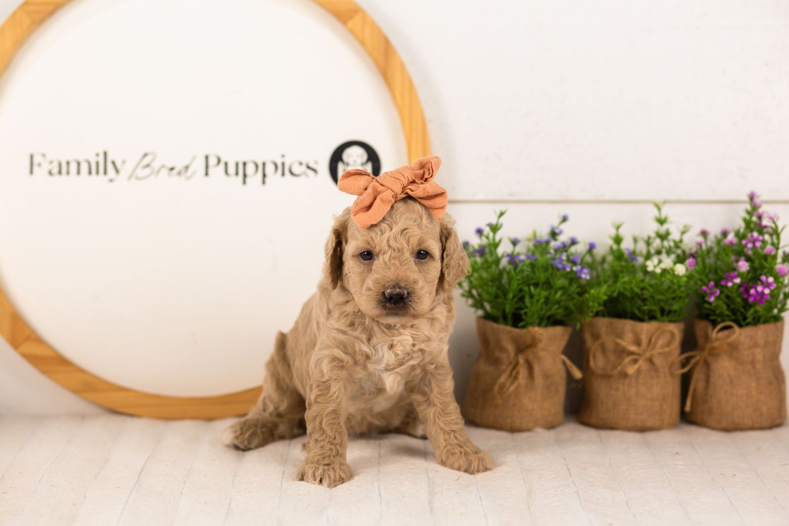 Cindy goldendoodle for sale.jpg