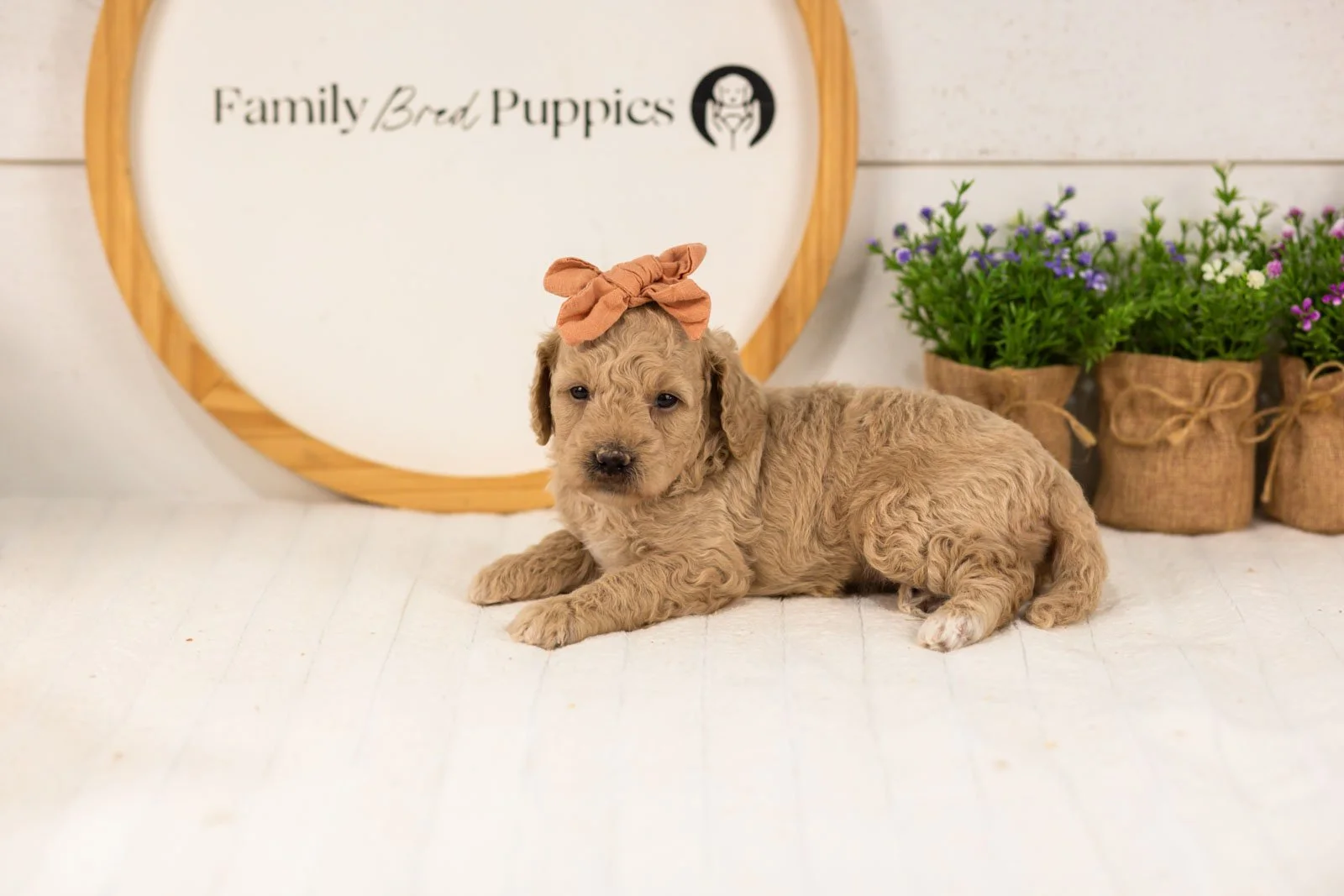 Cindy goldendoodle for sale(1).jpg