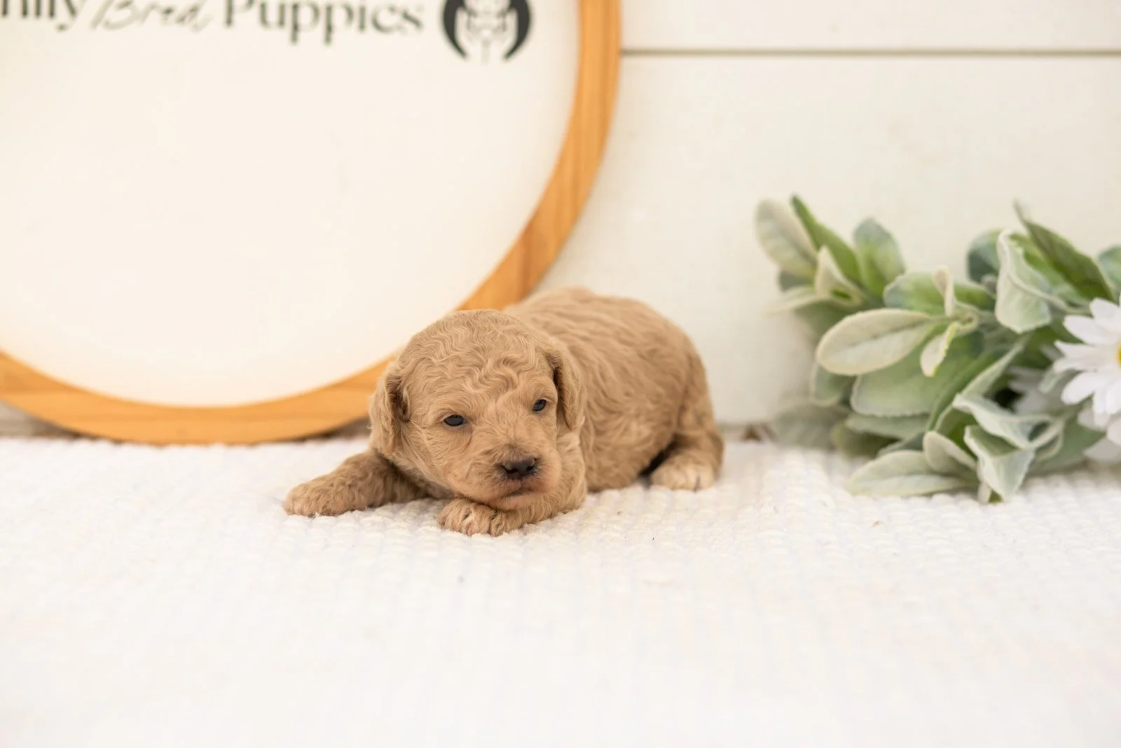 Cindy goldendoodle for sale.jpg