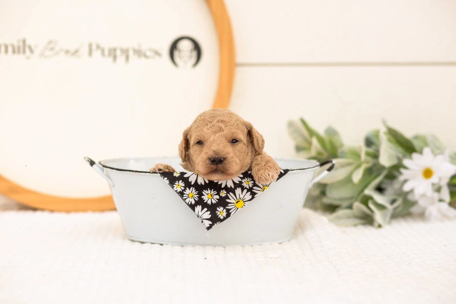Cindy goldendoodle for sale(2).jpg
