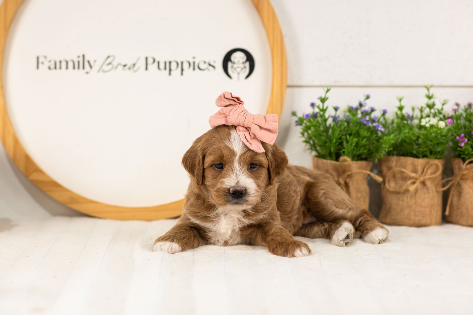 Jan goldendoodle for sale(3).jpg