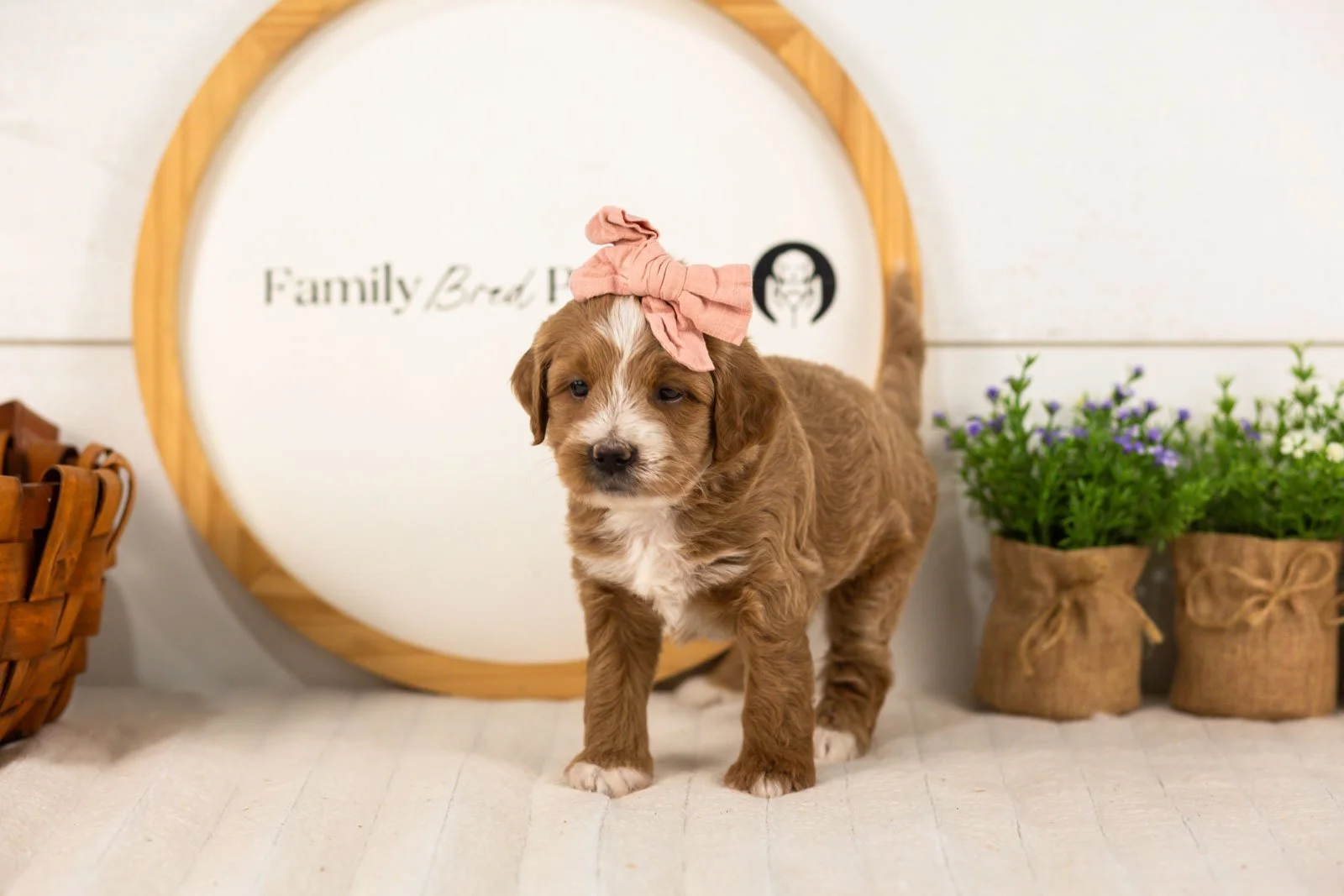 Jan goldendoodle for sale.jpg