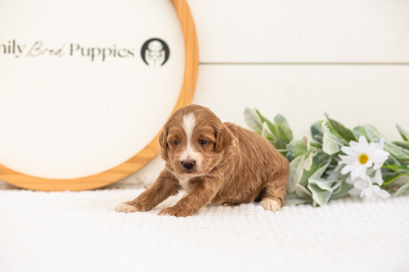 Jan goldendoodle for sale(1).jpg