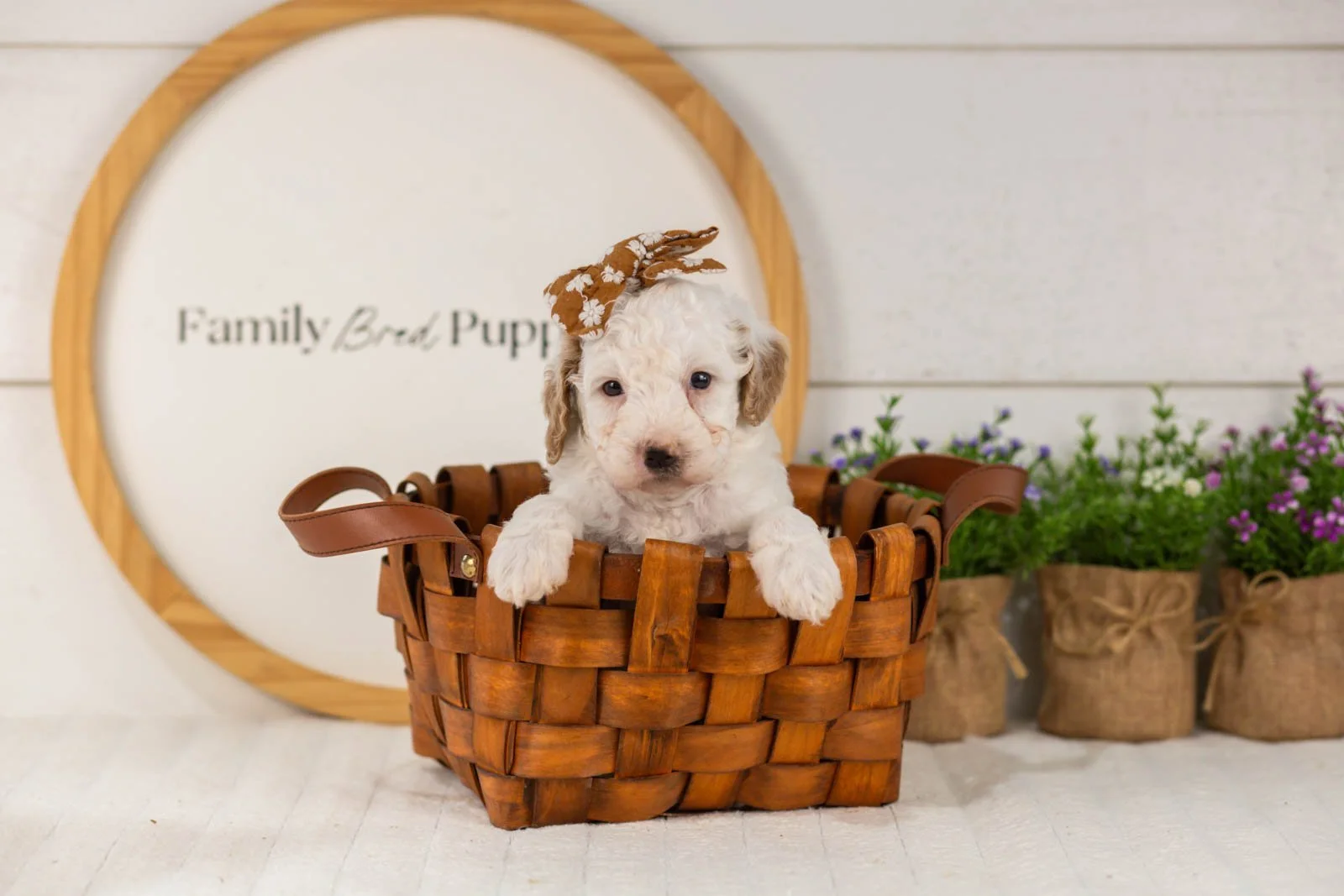 Marcia goldendoodle for sale(4).jpg