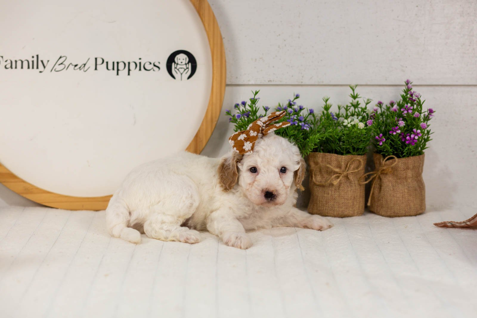 Marcia goldendoodle for sale(3).jpg