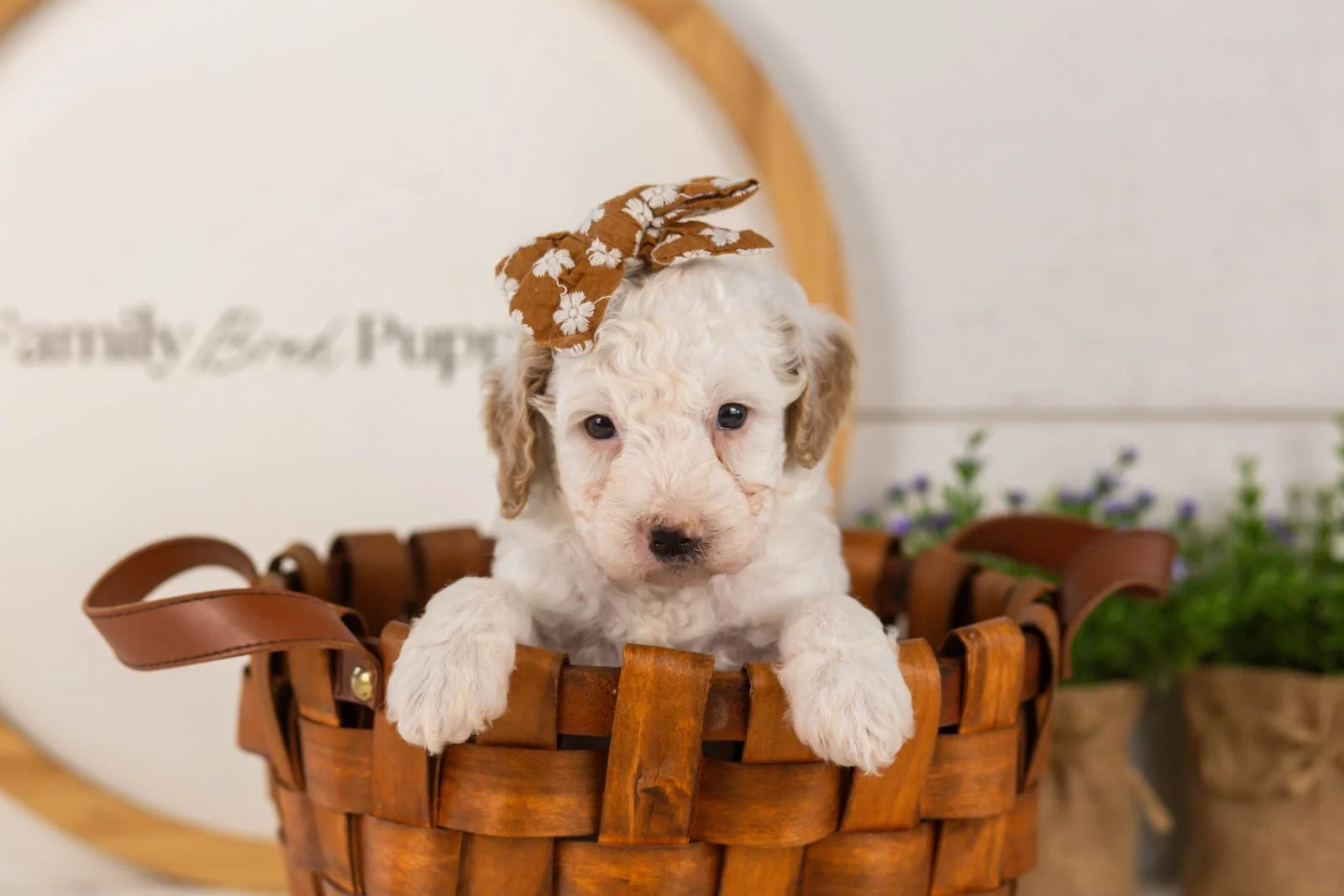 Marcia goldendoodle for sale(1).jpg