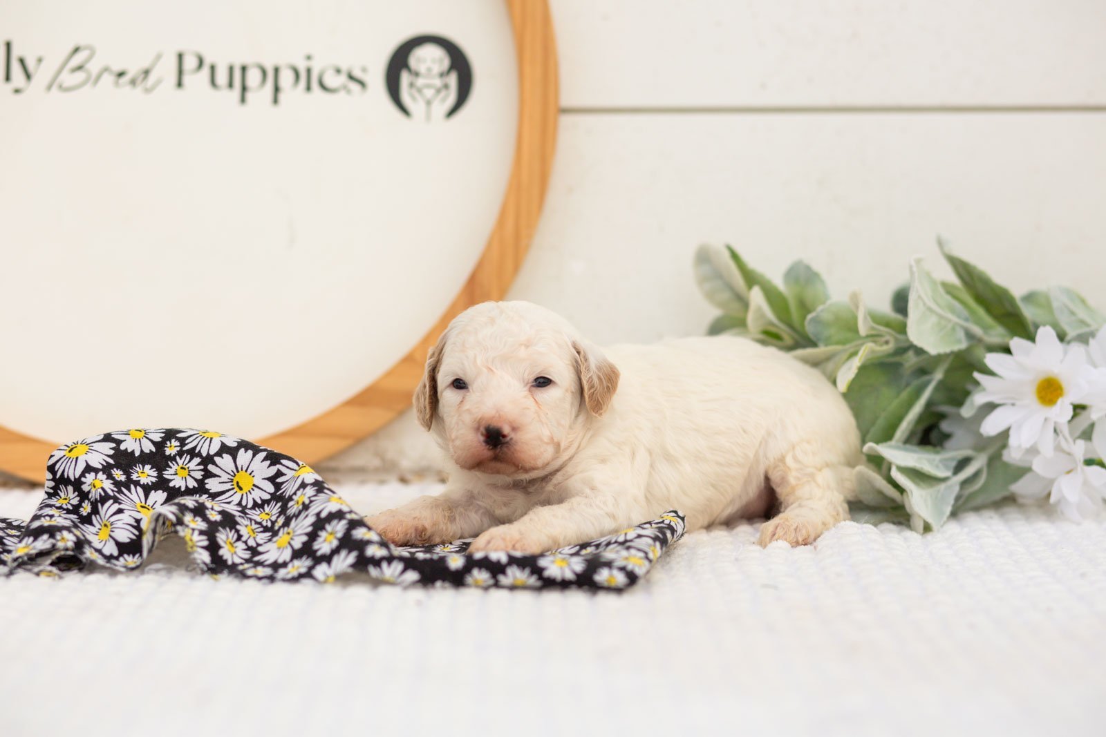 Marcia goldendoodle for sale.jpg
