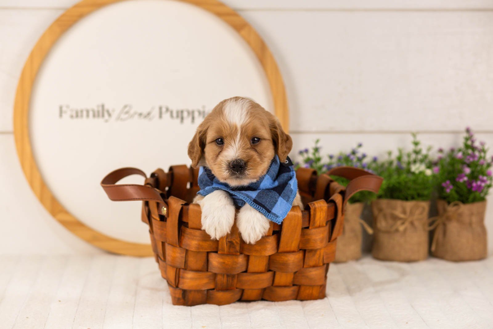 Greg goldendoodle for sale(4).jpg