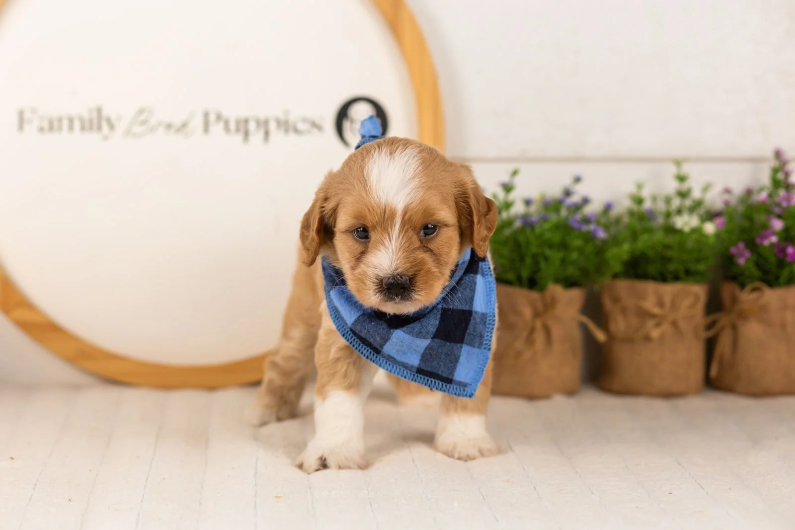 Greg goldendoodle for sale.jpg