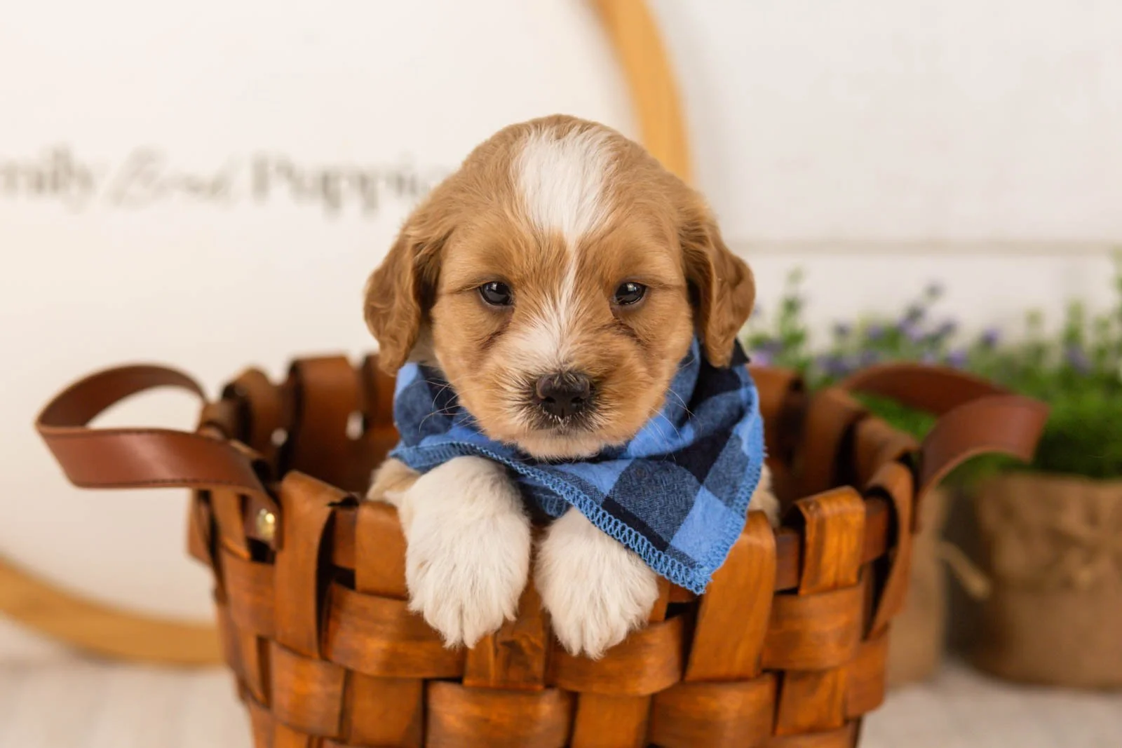 Greg goldendoodle for sale(3).jpg