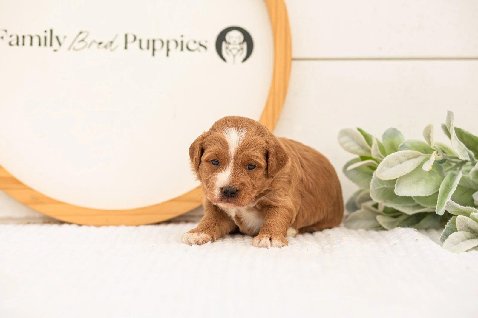 Greg goldendoodle for sale.jpg