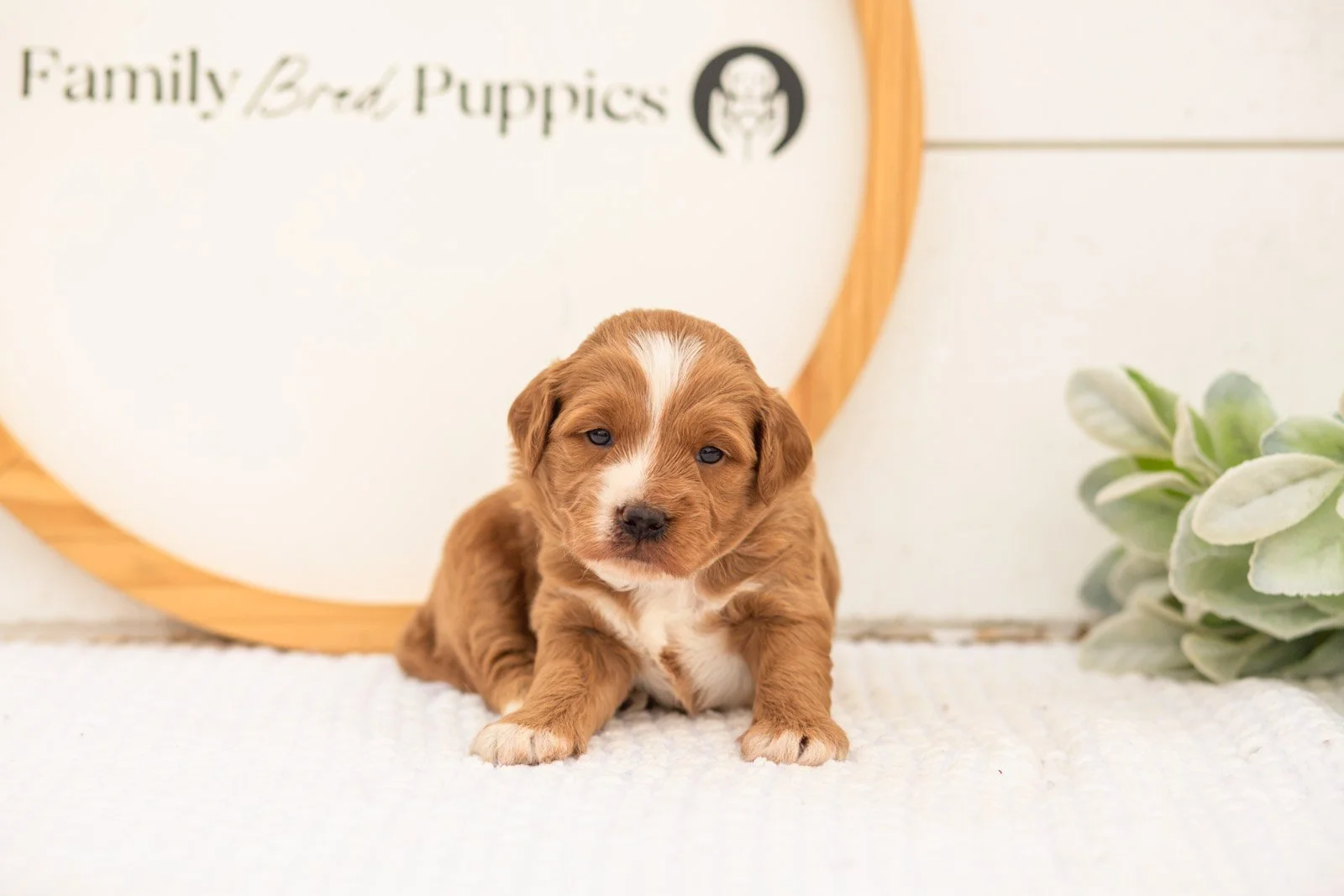 Greg goldendoodle for sale(1).jpg