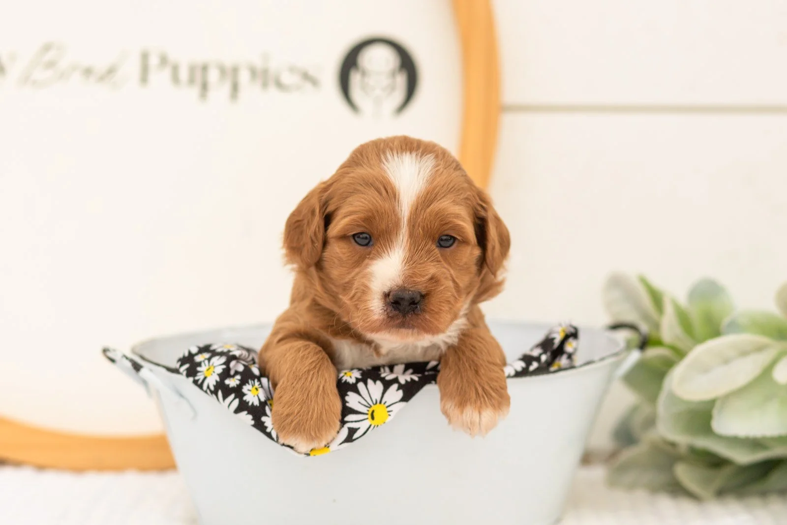 Greg goldendoodle for sale(4).jpg