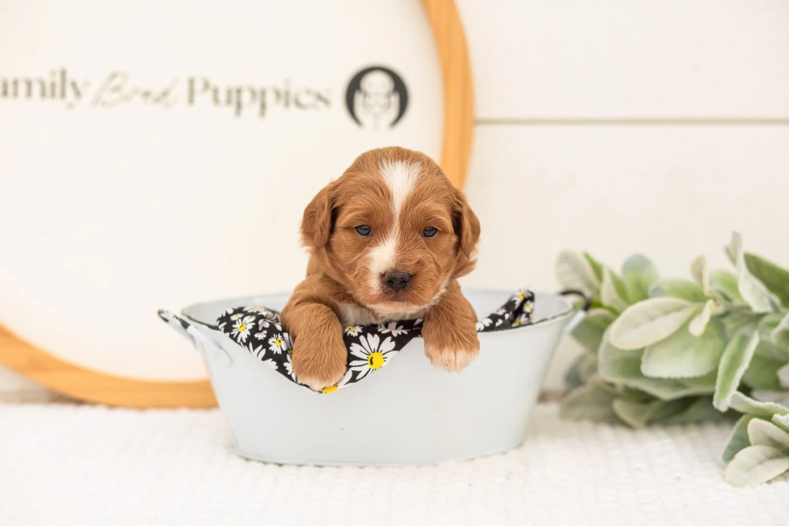 Greg goldendoodle for sale(3).jpg