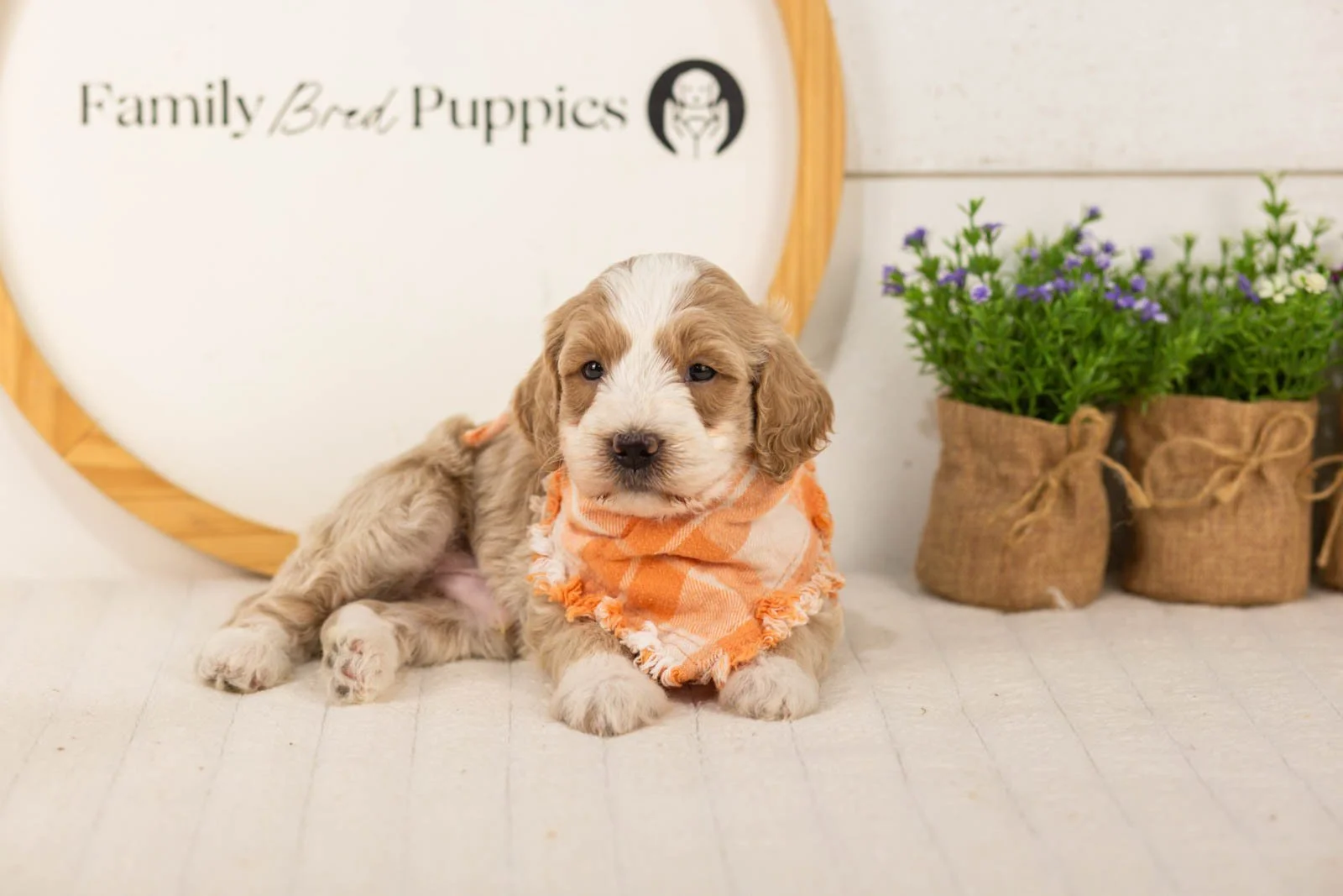 Peter goldendoodle for sale(4).jpg
