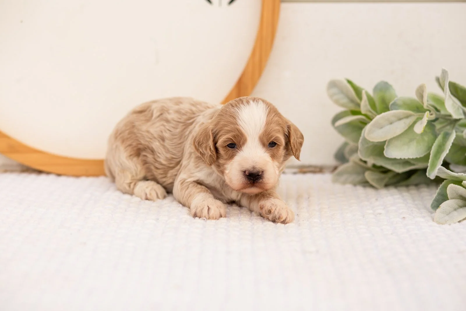 Peter goldendoodle for sale(1).jpg