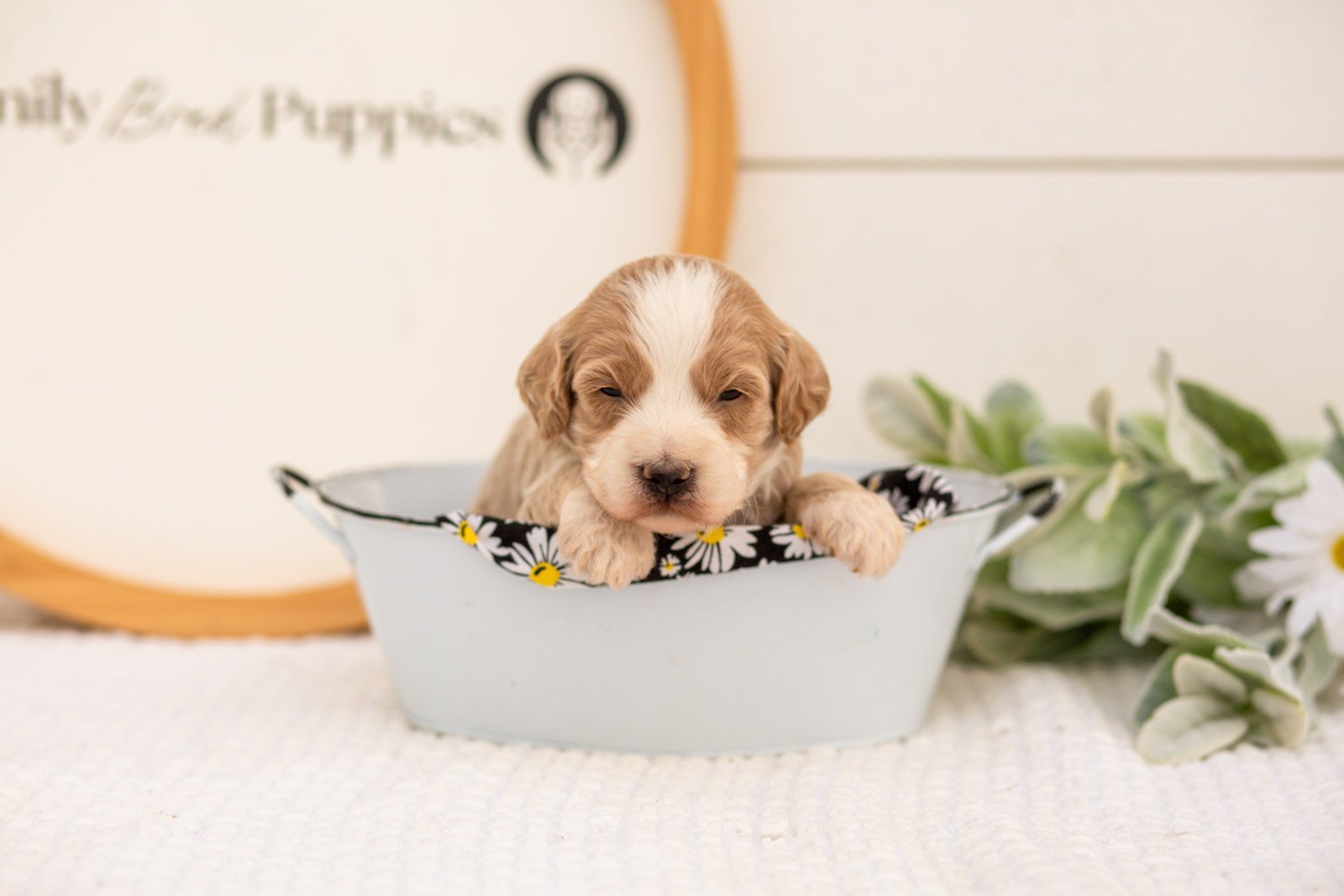 Peter goldendoodle for sale(3).jpg