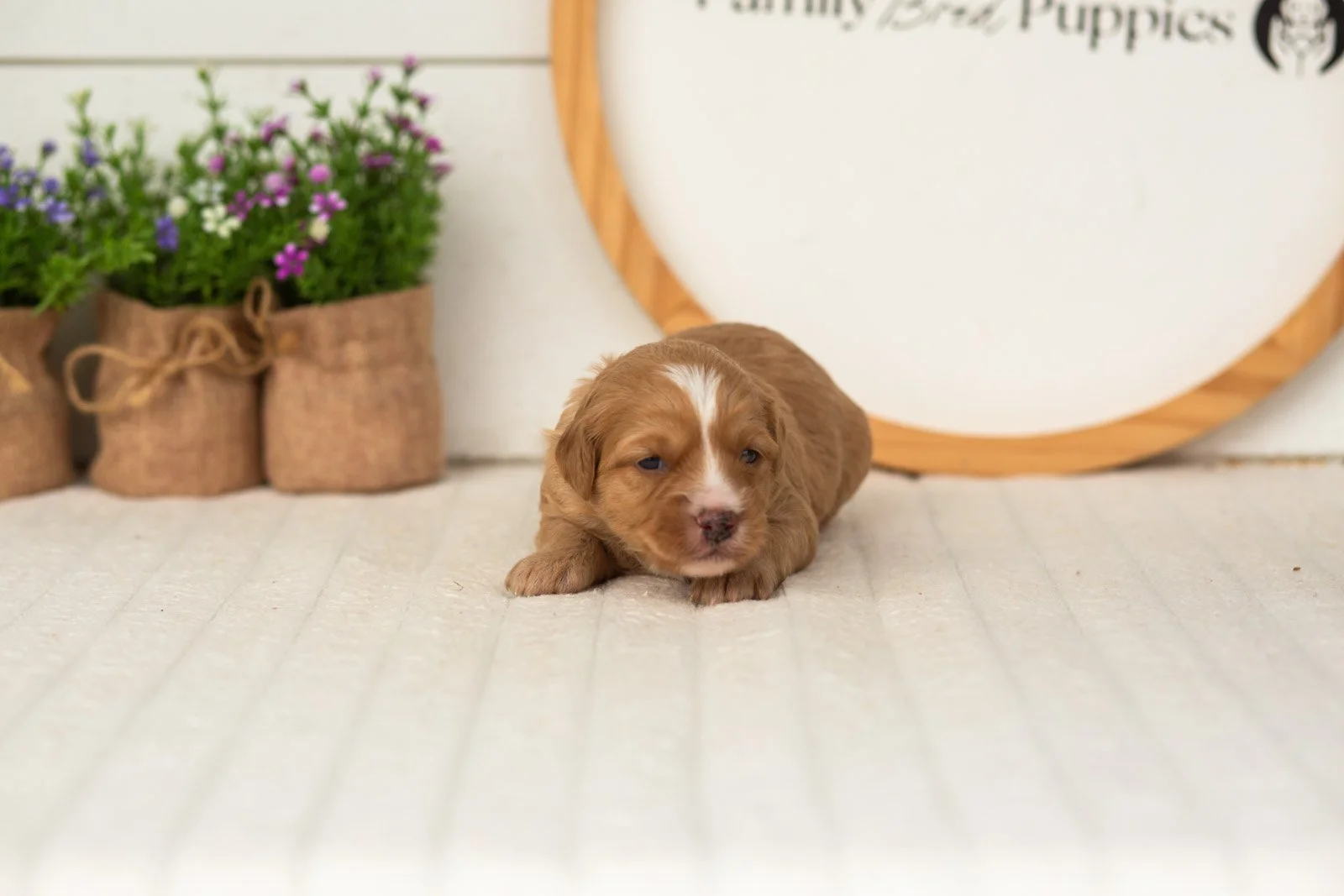 Glory goldendoodle for sale(1).jpg