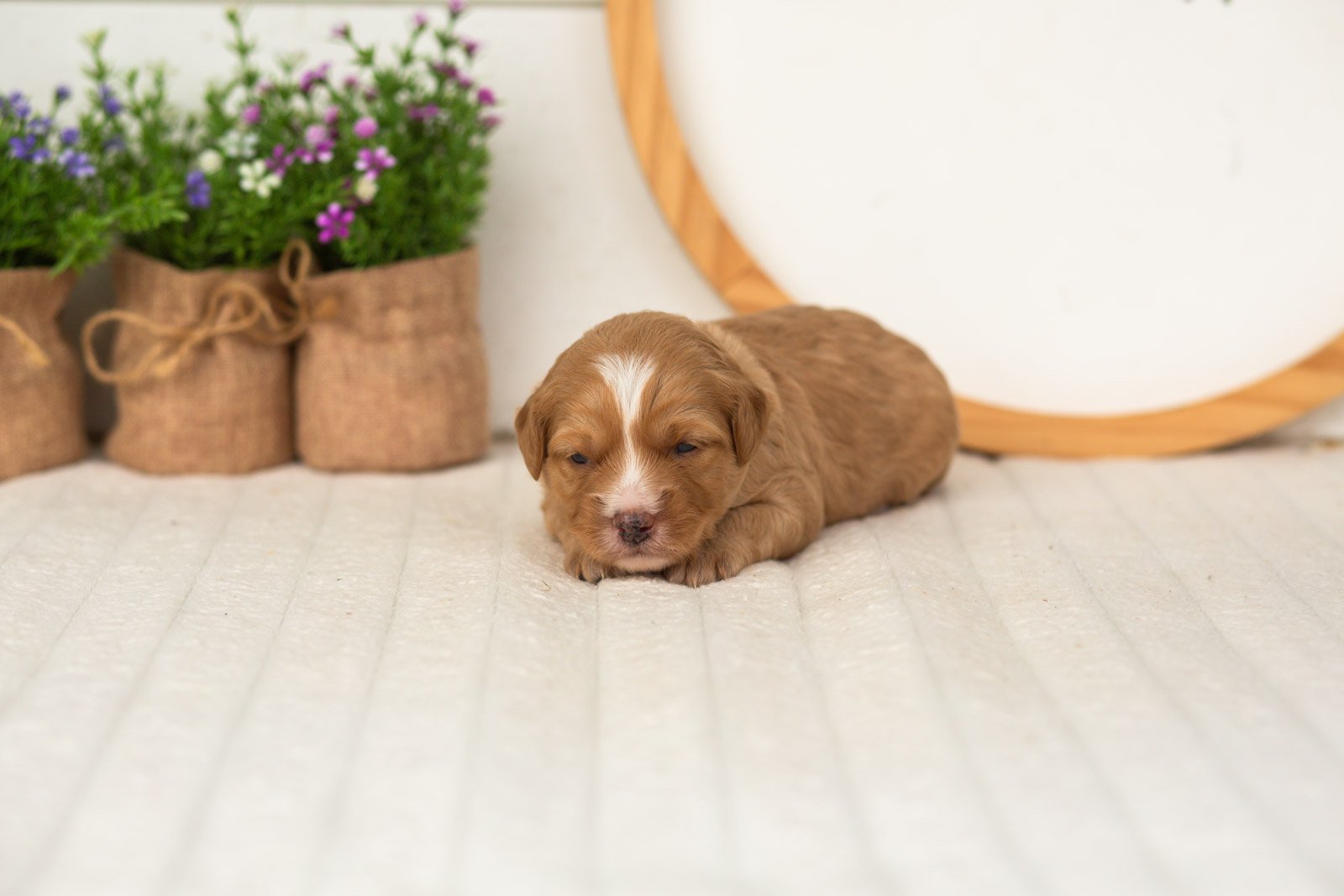 Glory goldendoodle for sale(2).jpg