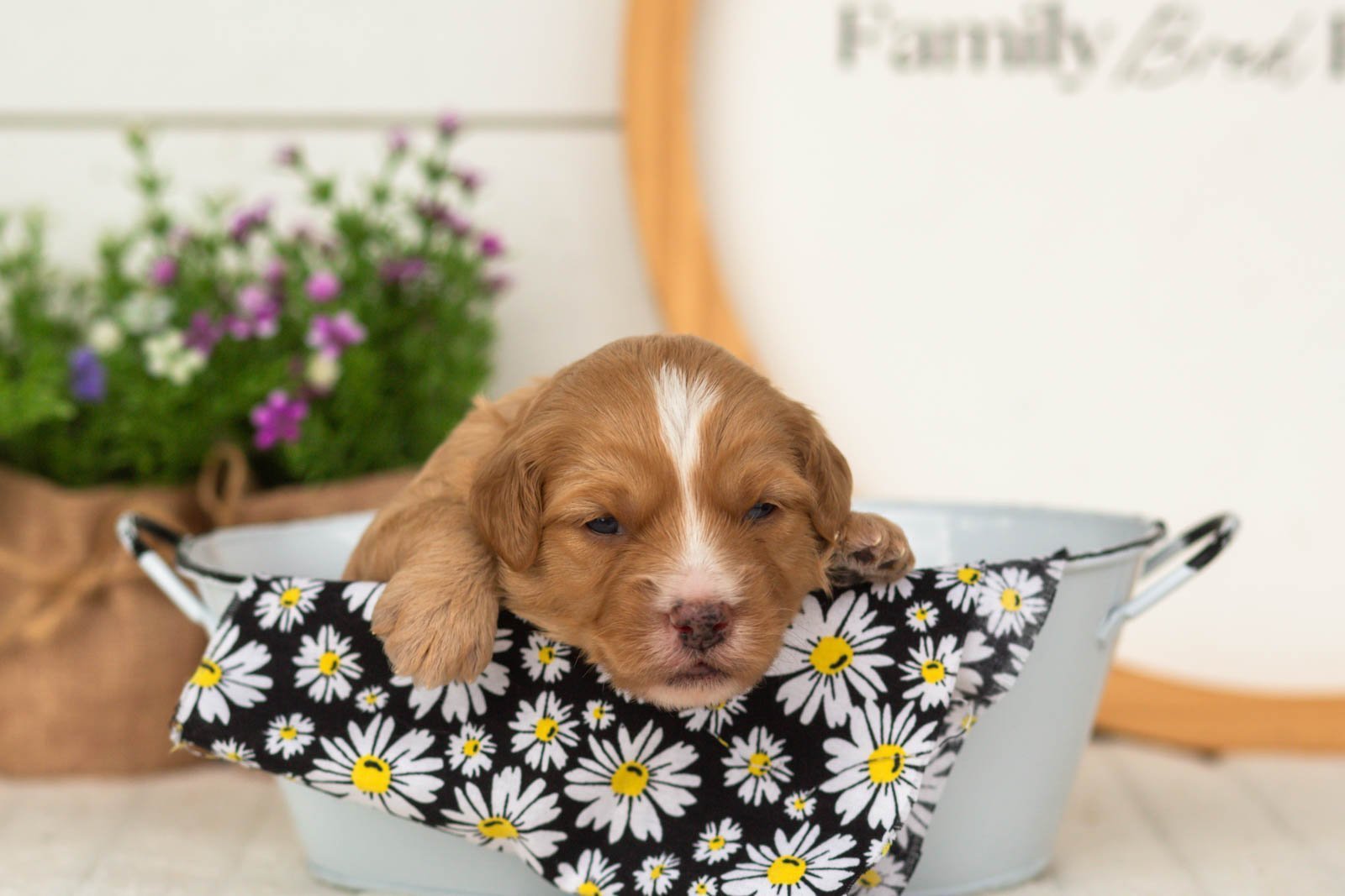 Glory goldendoodle for sale(3).jpg