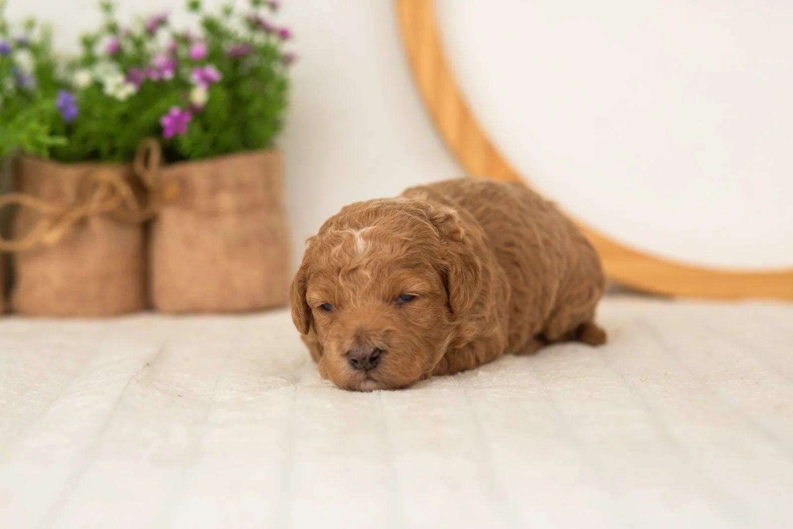 Liberty goldendoodle for sale(2).jpg