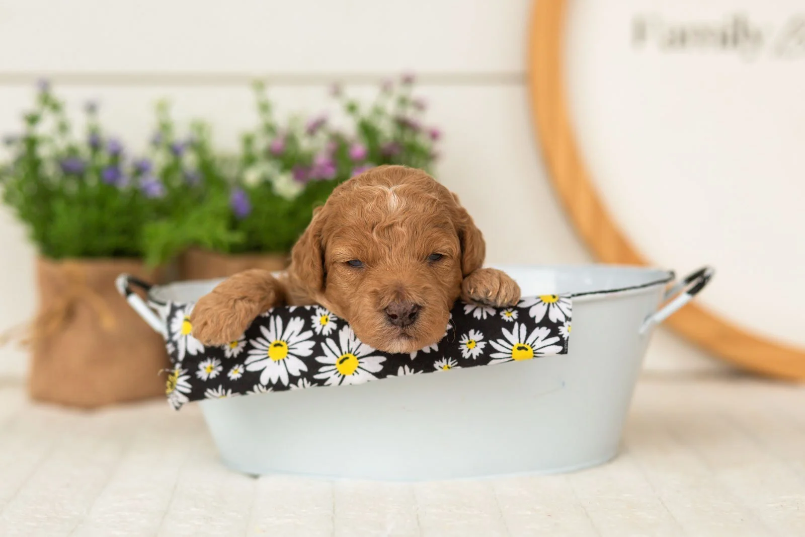 Liberty goldendoodle for sale(3).jpg