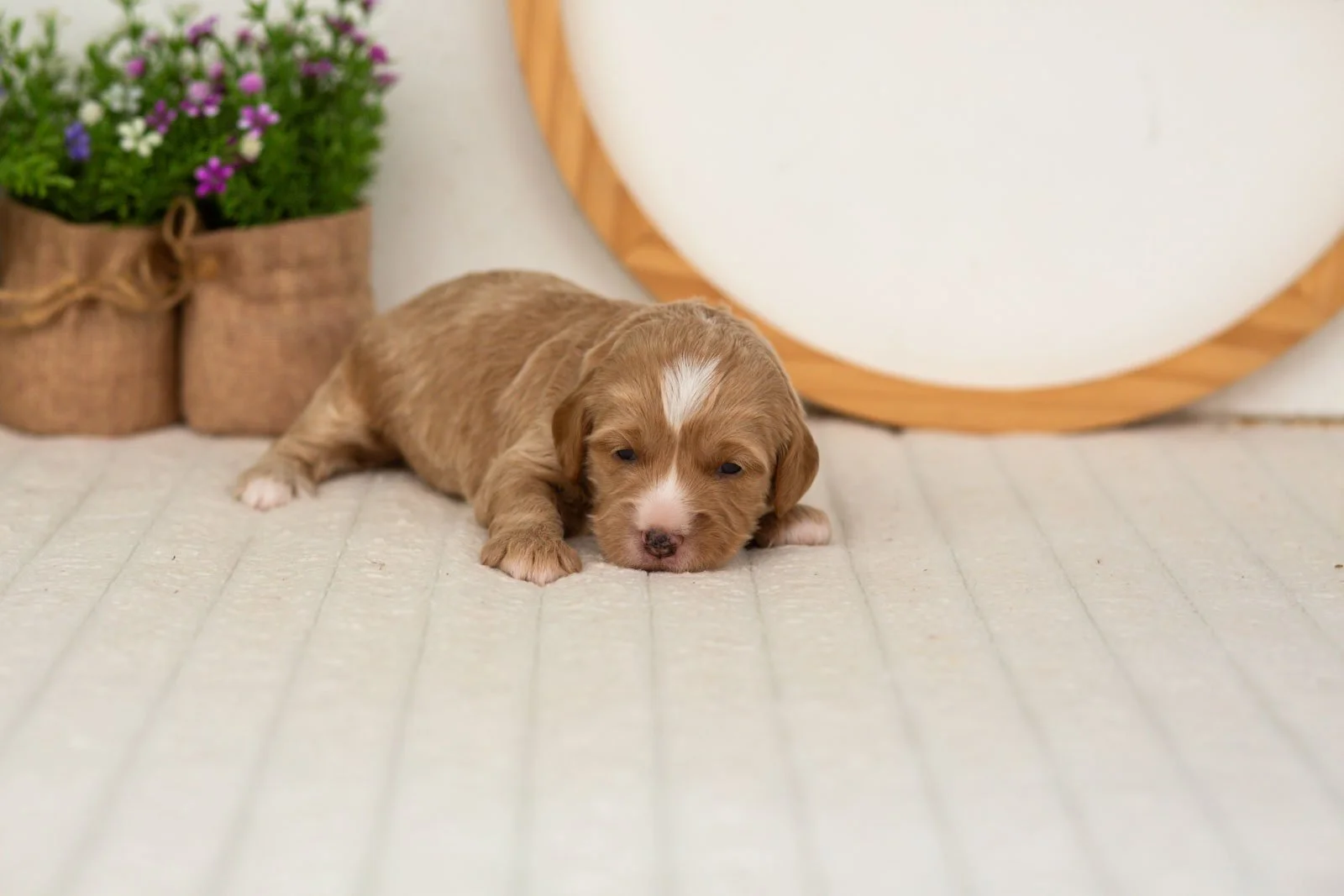 Blaze goldendoodle for sale(1).jpg