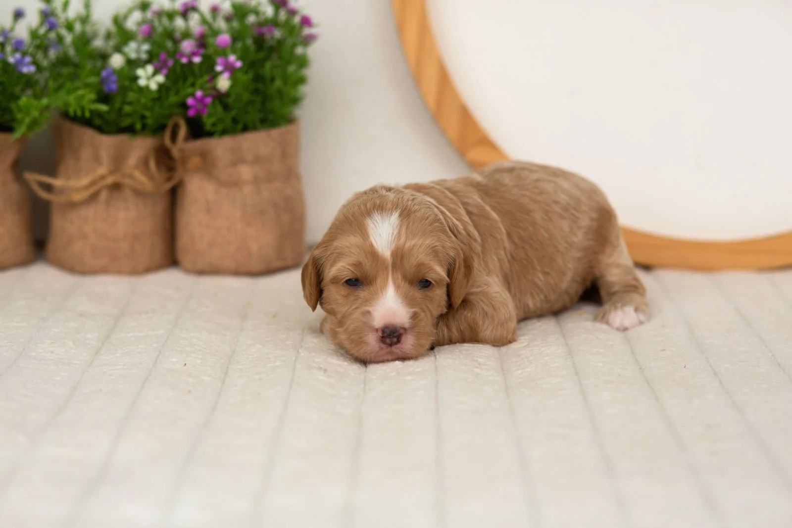 Blaze goldendoodle for sale(2).jpg