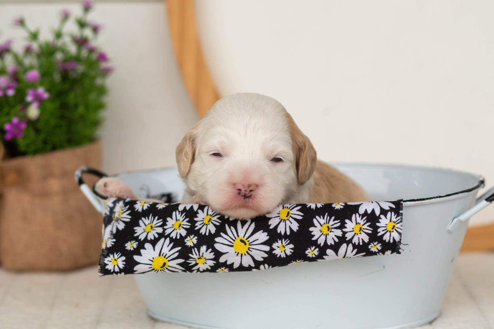 Flash goldendoodle for sale(3).jpg