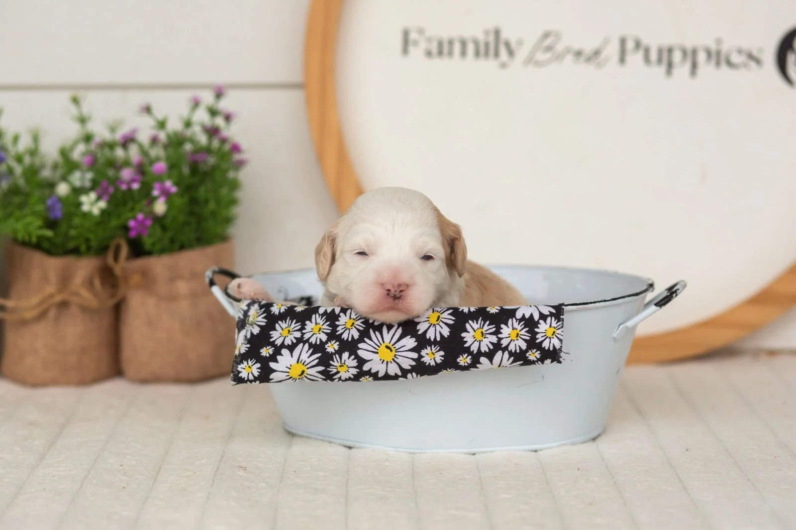 Flash goldendoodle for sale(2).jpg