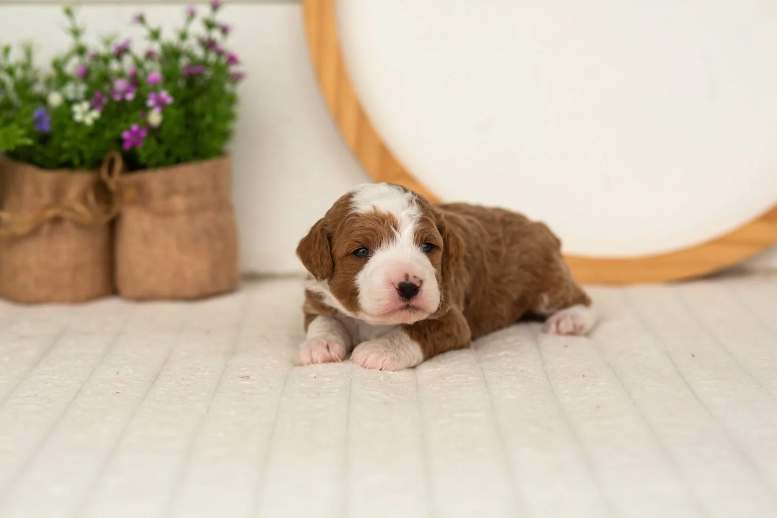 Rocket goldendoodle for sale.jpg