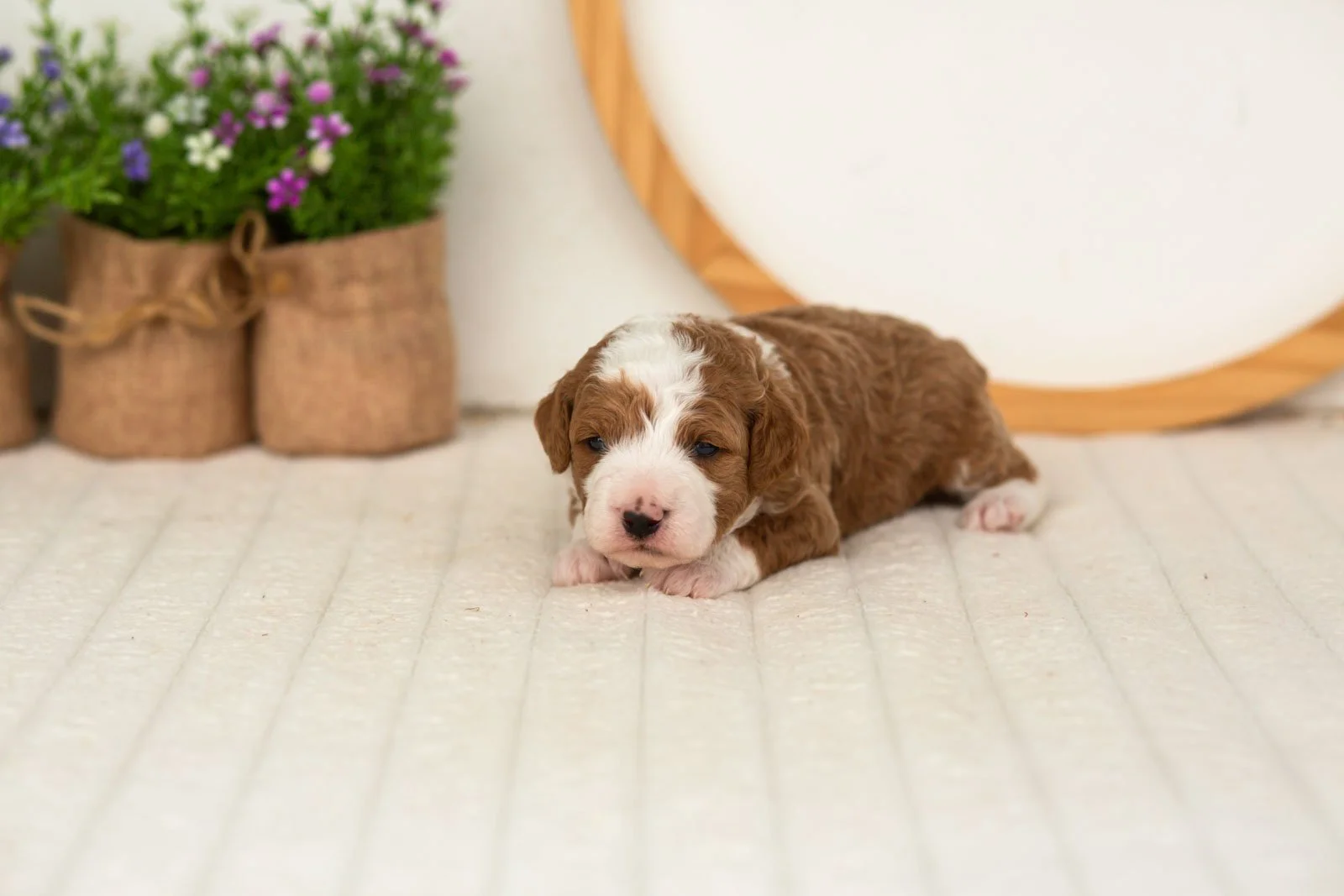 Rocket goldendoodle for sale(1).jpg