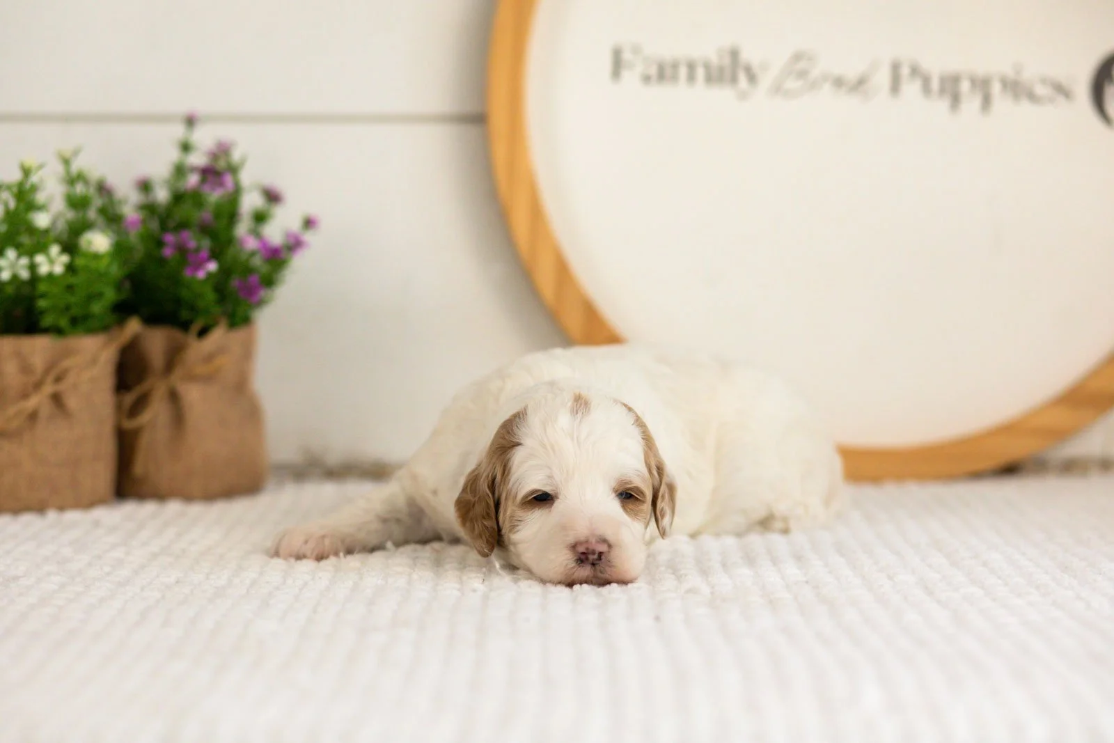 Ann goldendoodle for sale.jpg