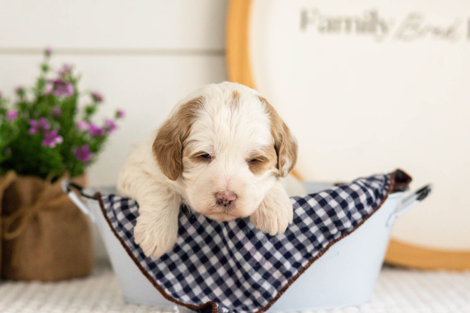 Ann goldendoodle for sale(4).jpg