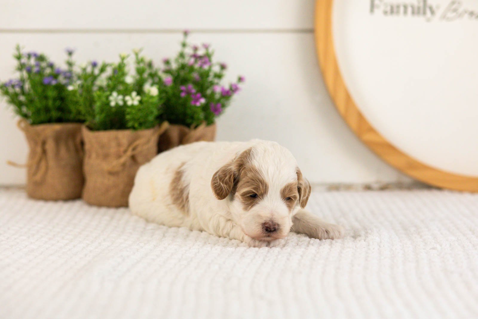 Leslie goldendoodle for sale(1).jpg