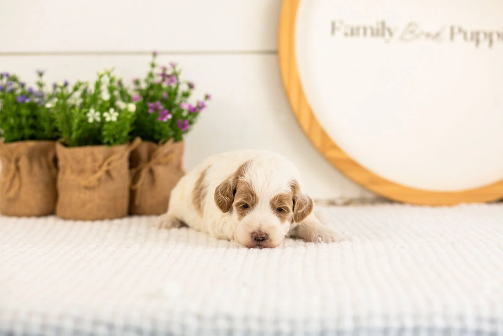 Leslie goldendoodle for sale(2).jpg