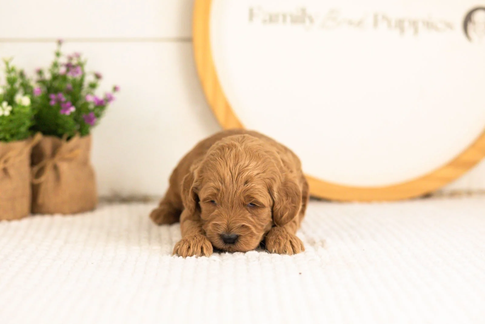 Ben goldendoodle for sale.jpg