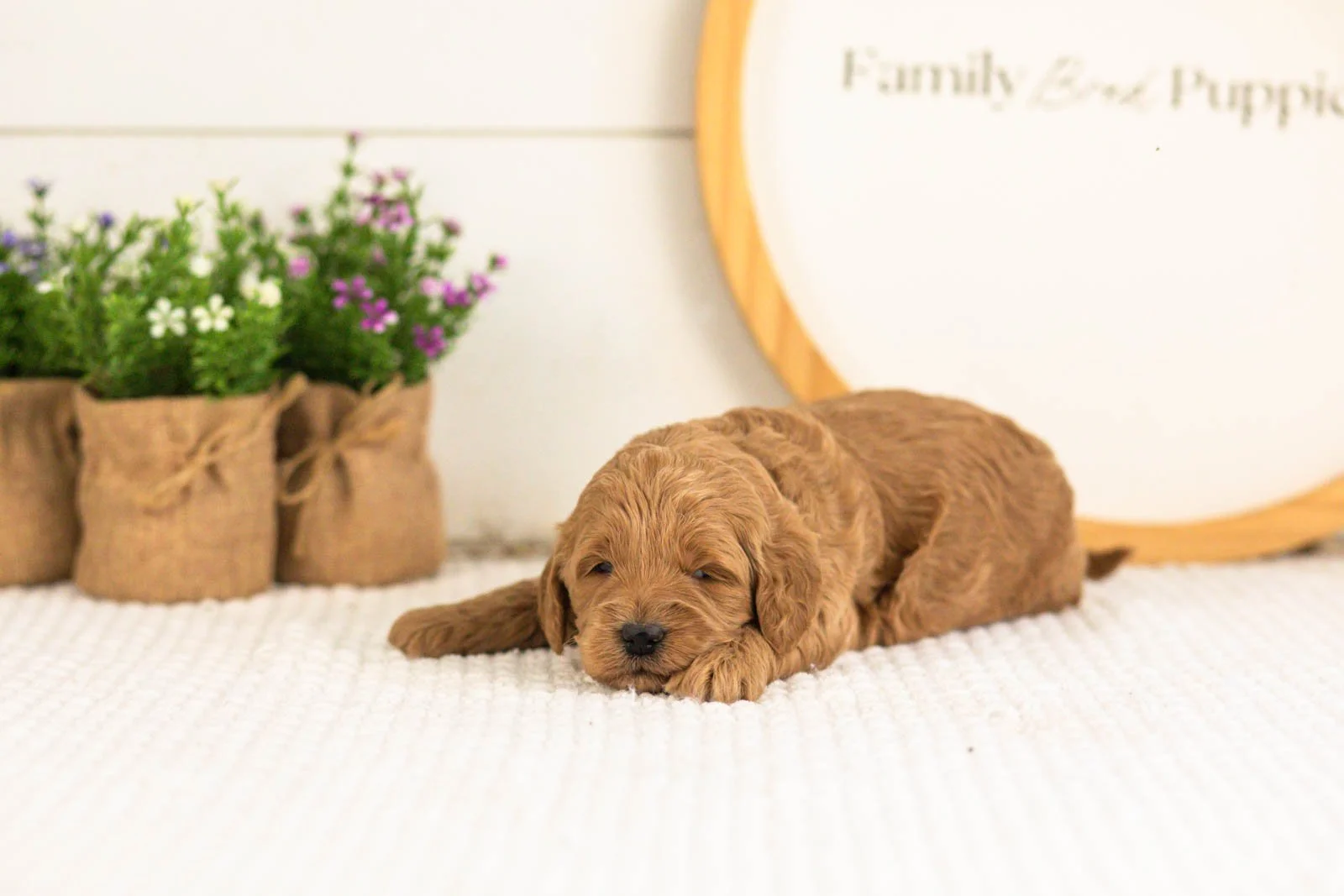Ben goldendoodle for sale(2).jpg