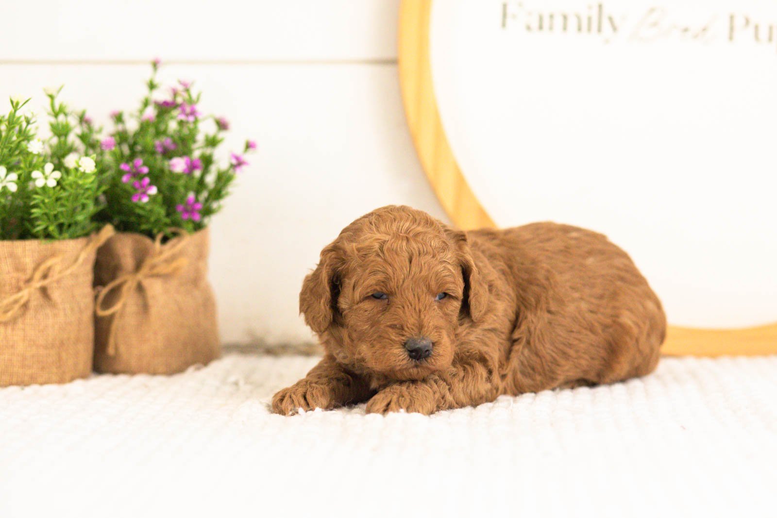 Jerry goldendoodle for sale(1).jpg