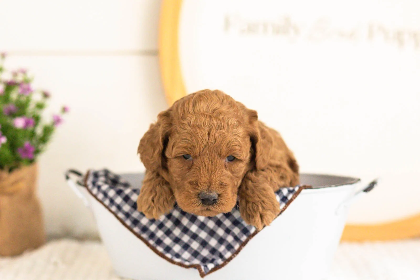 Jerry goldendoodle for sale(4).jpg