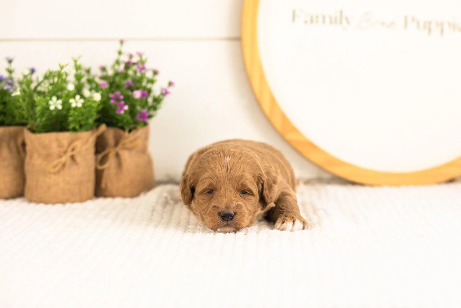 Ron goldendoodle for sale.jpg