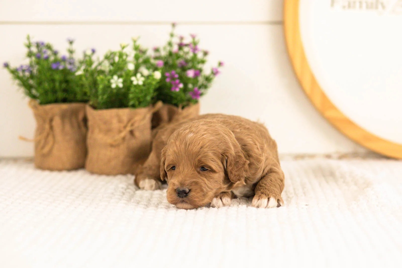 Ron goldendoodle for sale(1).jpg