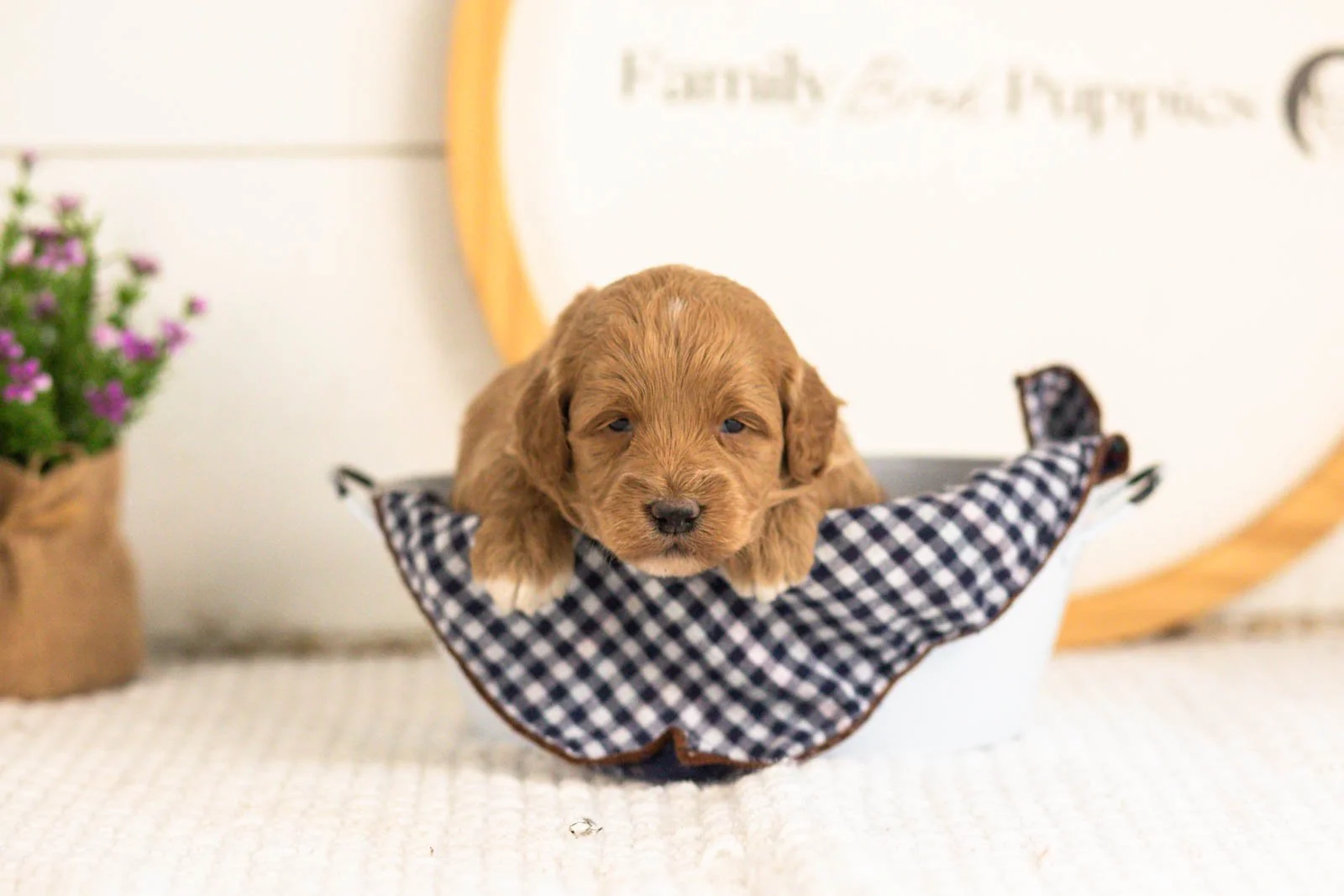 Ron goldendoodle for sale(2).jpg
