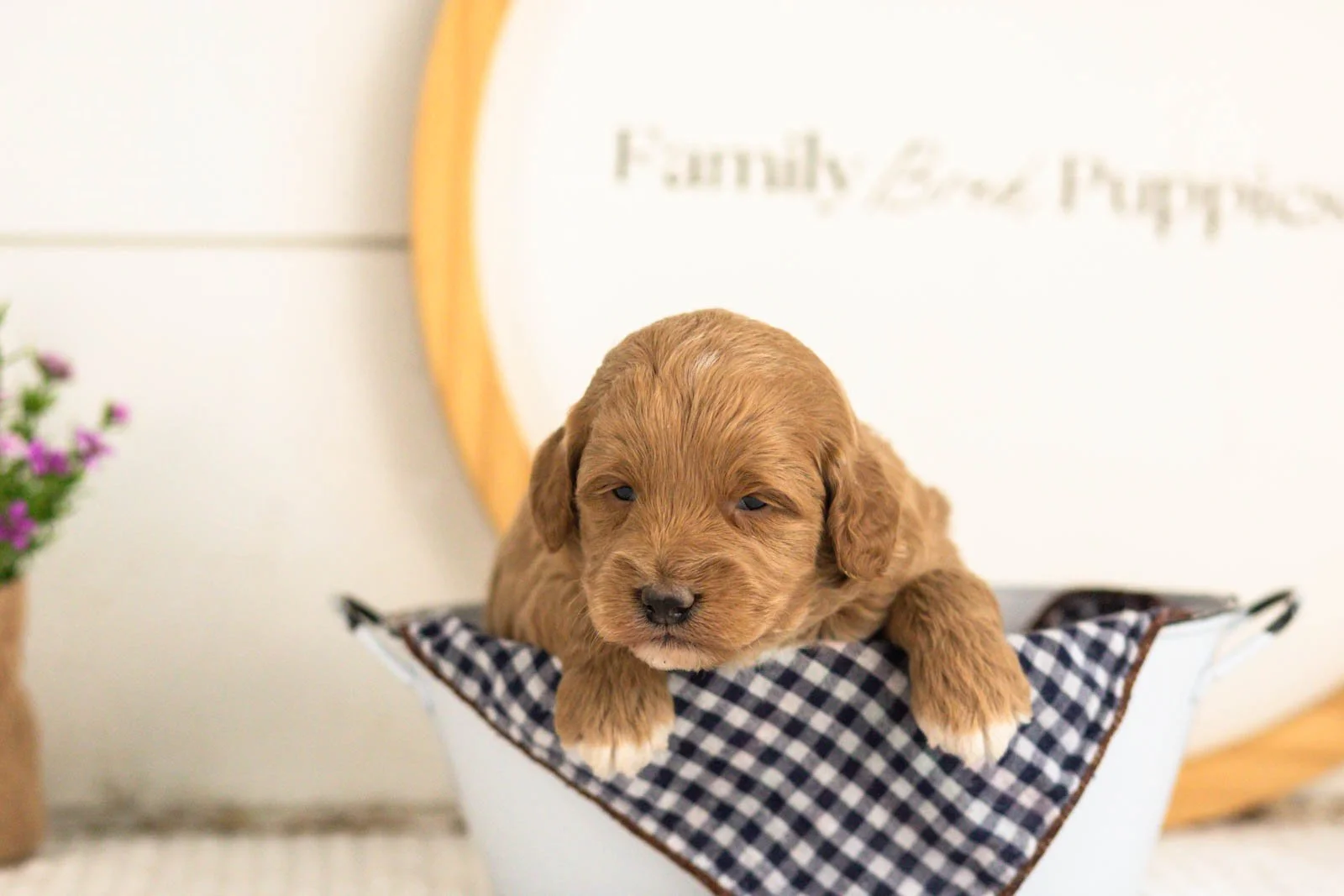 Ron goldendoodle for sale(3).jpg