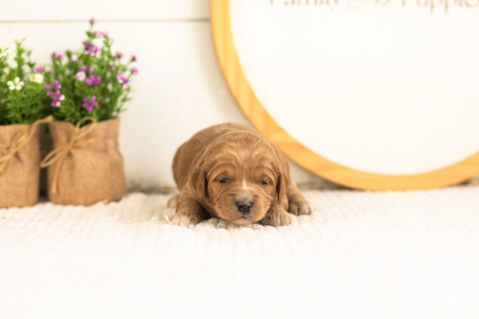 Lani goldendoodle for sale(1).jpg